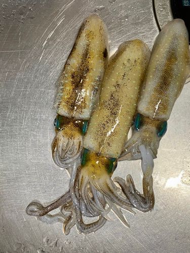 釣果
