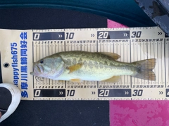 ラージマウスバスの釣果