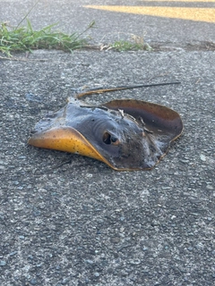 フッコ（ヒラスズキ）の釣果