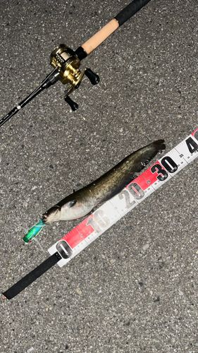 ナマズの釣果