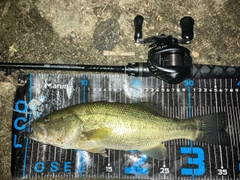 ブラックバスの釣果
