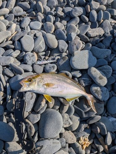 ショゴの釣果
