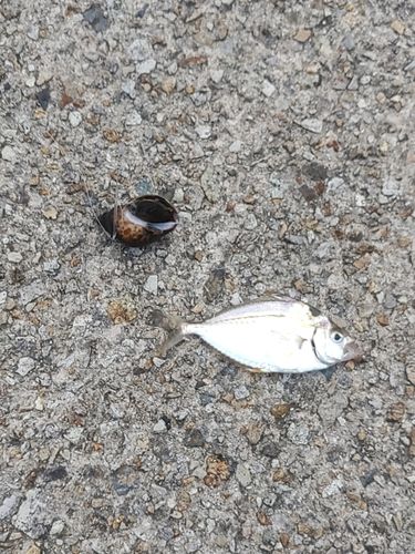 ヒイラギの釣果