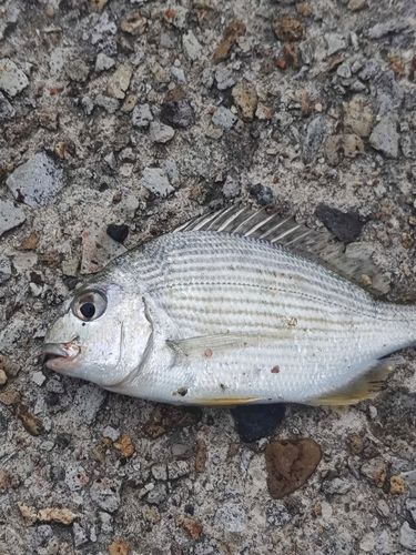ヘダイの釣果
