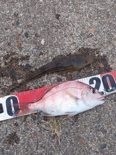 チャリコの釣果