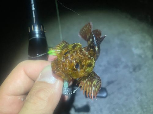 カサゴの釣果