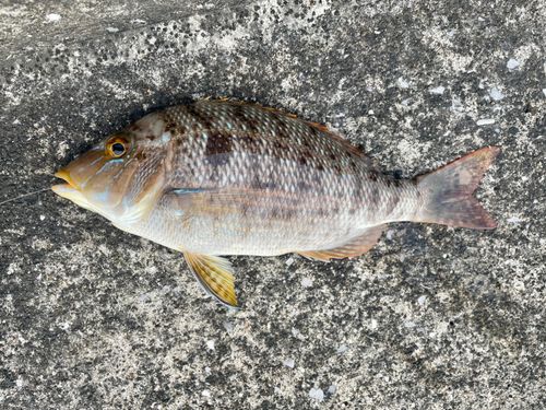 ハマフエフキの釣果