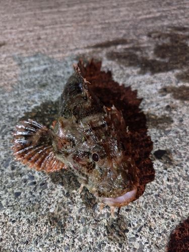 オニカサゴの釣果