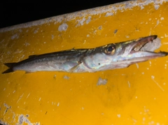 カマスの釣果
