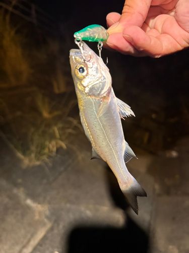 セイゴ（マルスズキ）の釣果