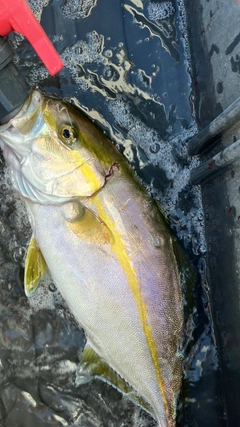 シオの釣果