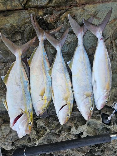 ショゴの釣果