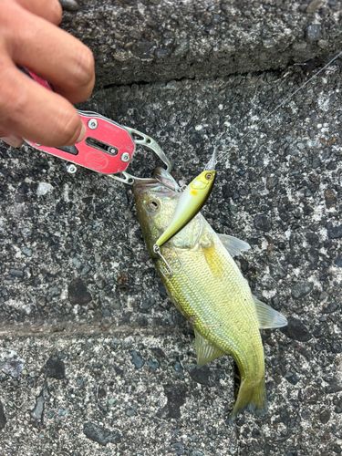 ラージマウスバスの釣果