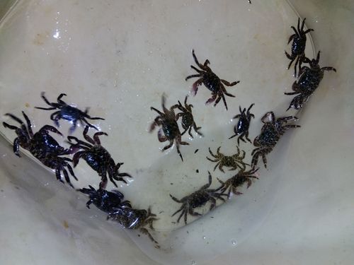 カニの釣果