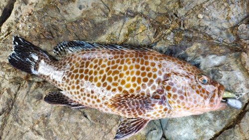 オオモンハタの釣果