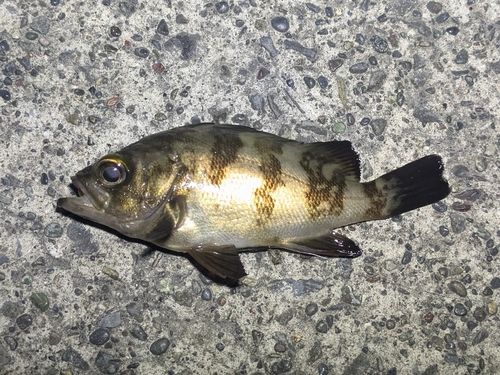 メバルの釣果
