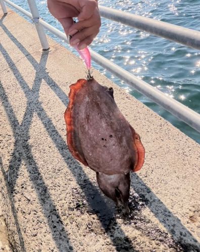コウイカの釣果
