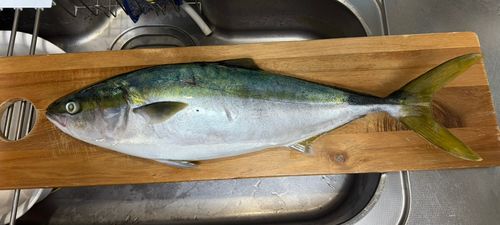 イナダの釣果