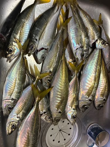 アジの釣果
