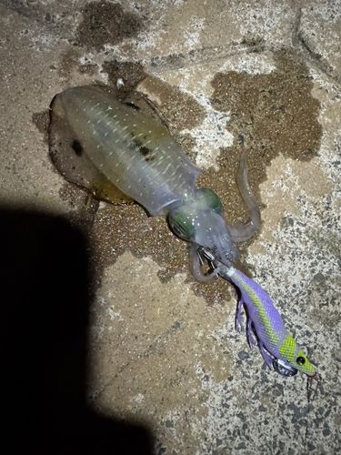 アオリイカの釣果