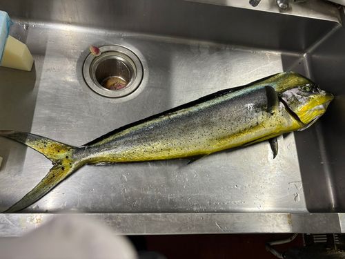 シイラの釣果