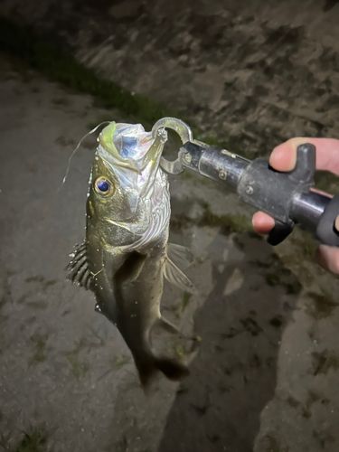 セイゴ（マルスズキ）の釣果