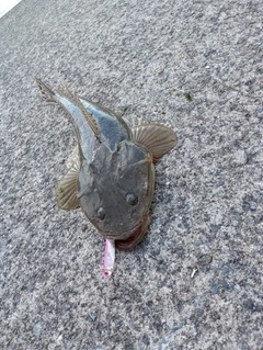 マゴチの釣果