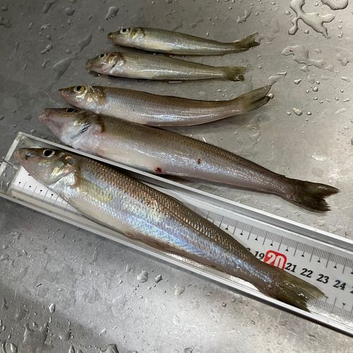 キスの釣果