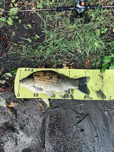 ヘラブナの釣果