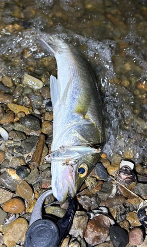 セイゴ（マルスズキ）の釣果