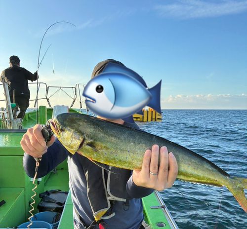 シイラの釣果