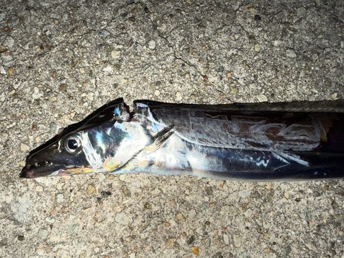 タチウオの釣果