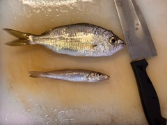 クロサギの釣果