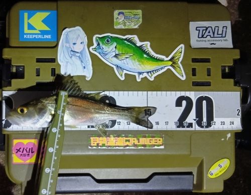 シーバスの釣果