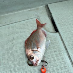 ハナダイの釣果