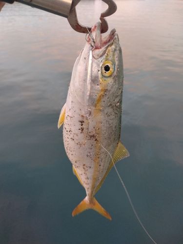 ツバスの釣果