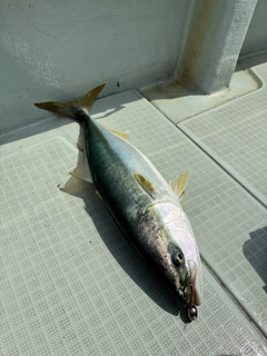 ワラサの釣果