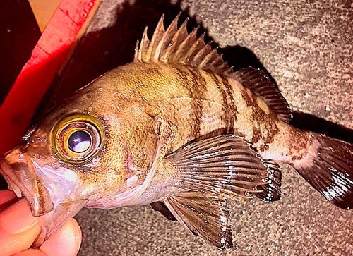 メバルの釣果