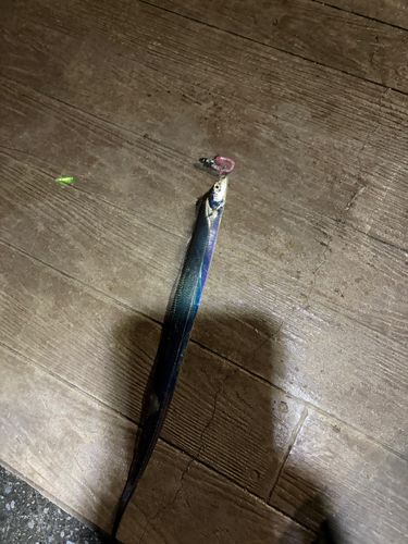 タチウオの釣果