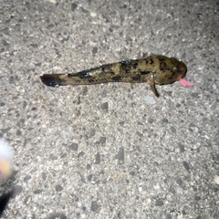 ウロハゼの釣果