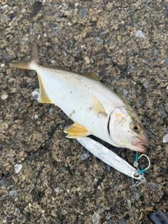 ショゴの釣果