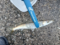 タチウオの釣果
