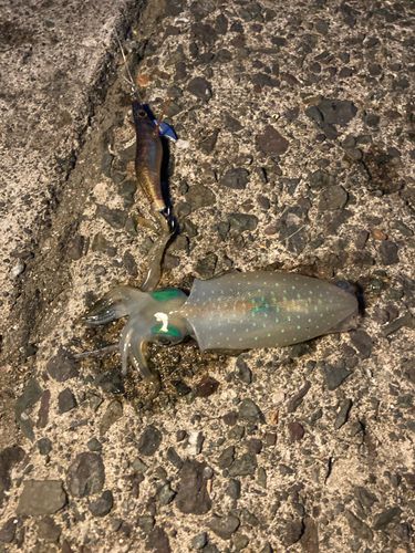 アオリイカの釣果