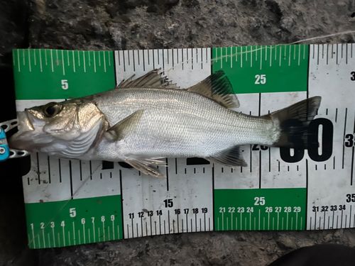 フッコ（マルスズキ）の釣果