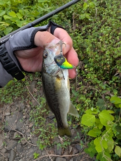 ラージマウスバスの釣果