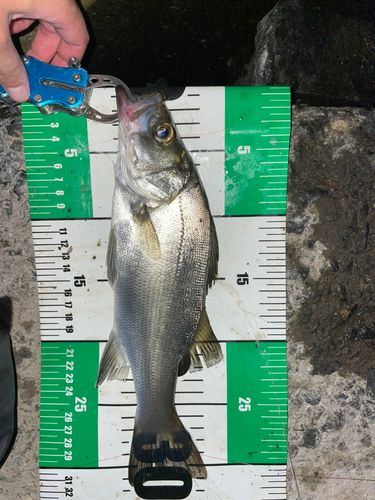 フッコ（マルスズキ）の釣果