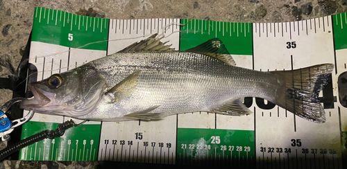 フッコ（マルスズキ）の釣果