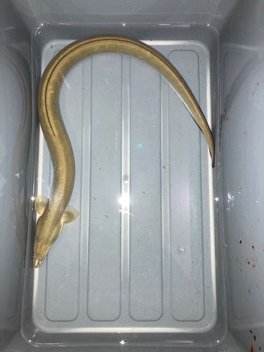 ウナギの釣果