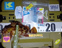 カサゴの釣果