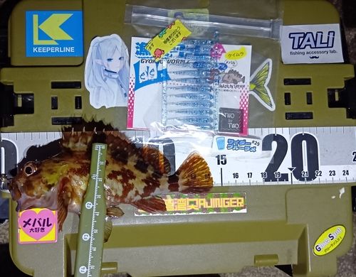 カサゴの釣果